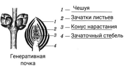 Решение рисунок 5